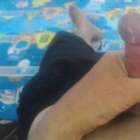 ควยน้อย