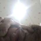 วิจารณ์เสียวหนูที